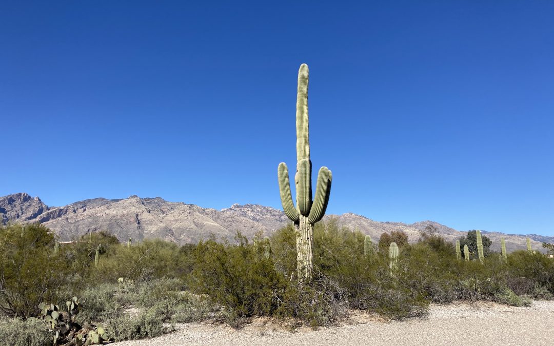 Tucson Summer Wind